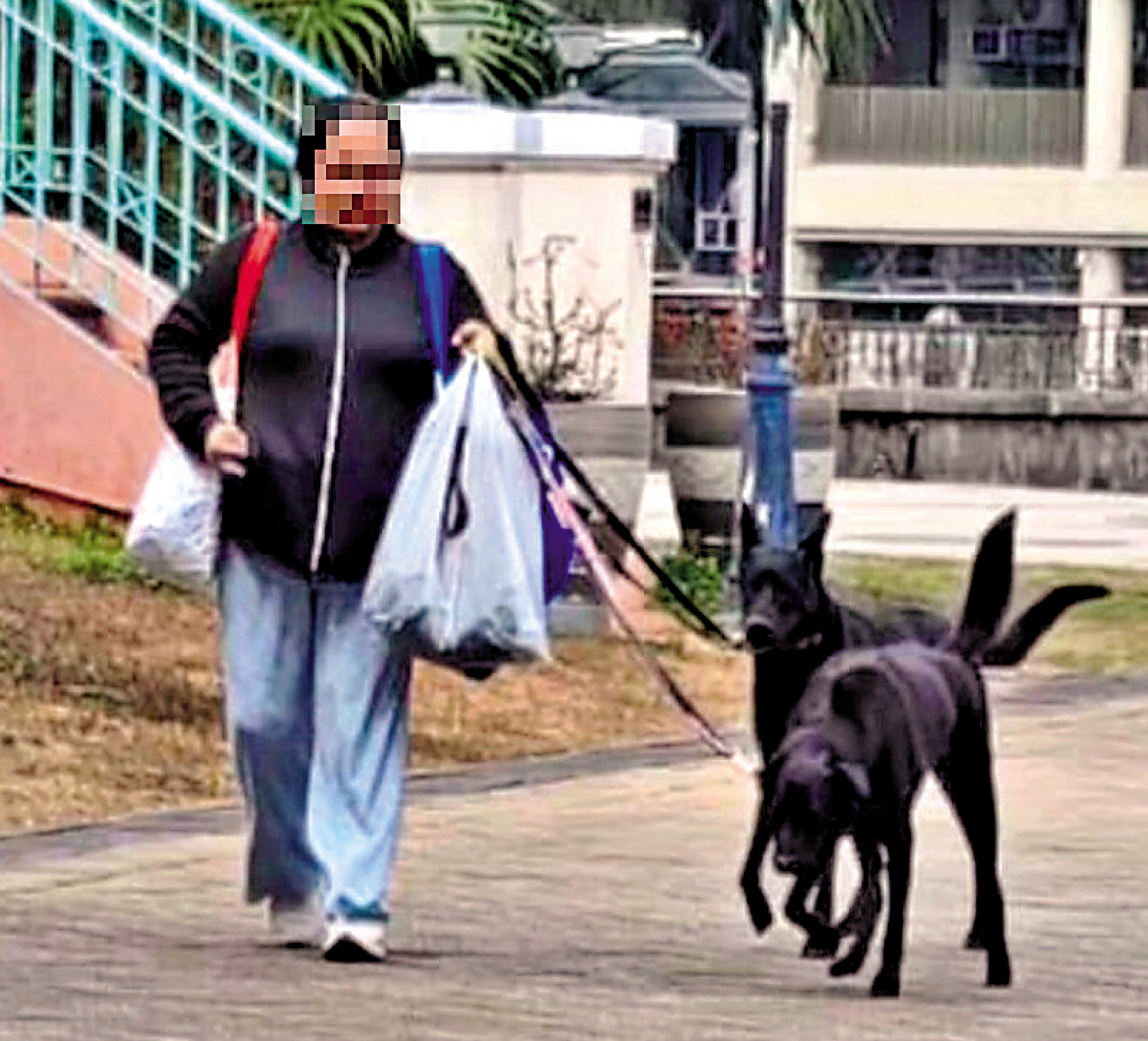 　　圖：涉咬人的狗事發當日未有繫上狗帶。