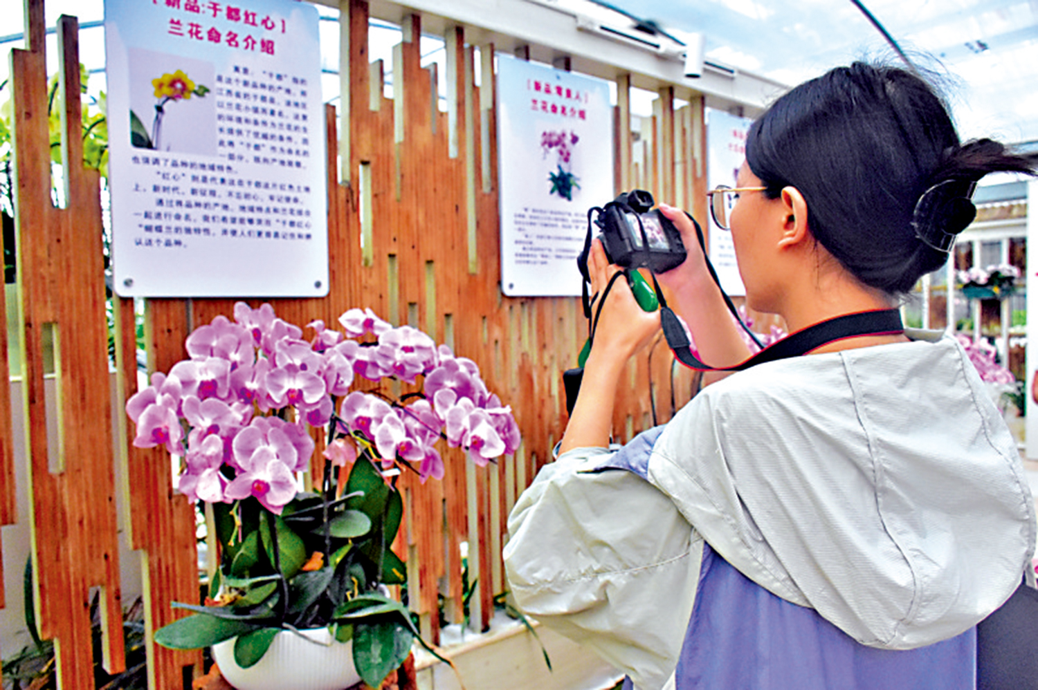 　　圖：于都縣禾豐蘭花小鎮年產蘭花3800萬盆。\大公報記者黃慧攝