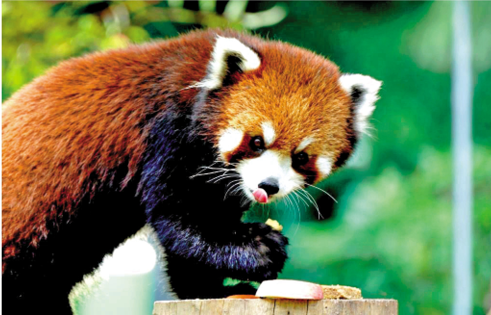　　圖：上海小熊貓將落戶台北動物園。