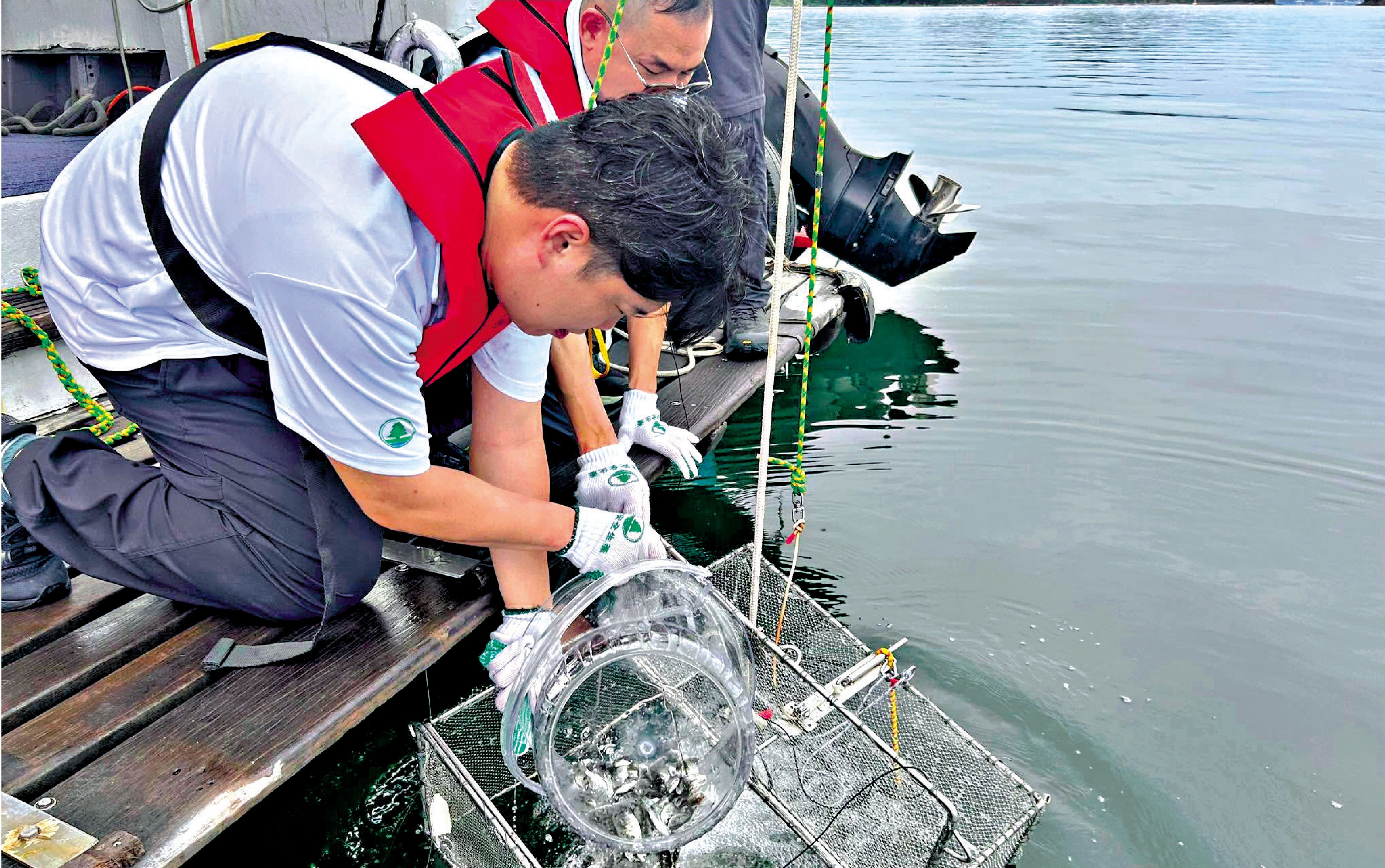 　　圖：漁護署昨日投放約6.2萬條屬本地魚種的幼魚。