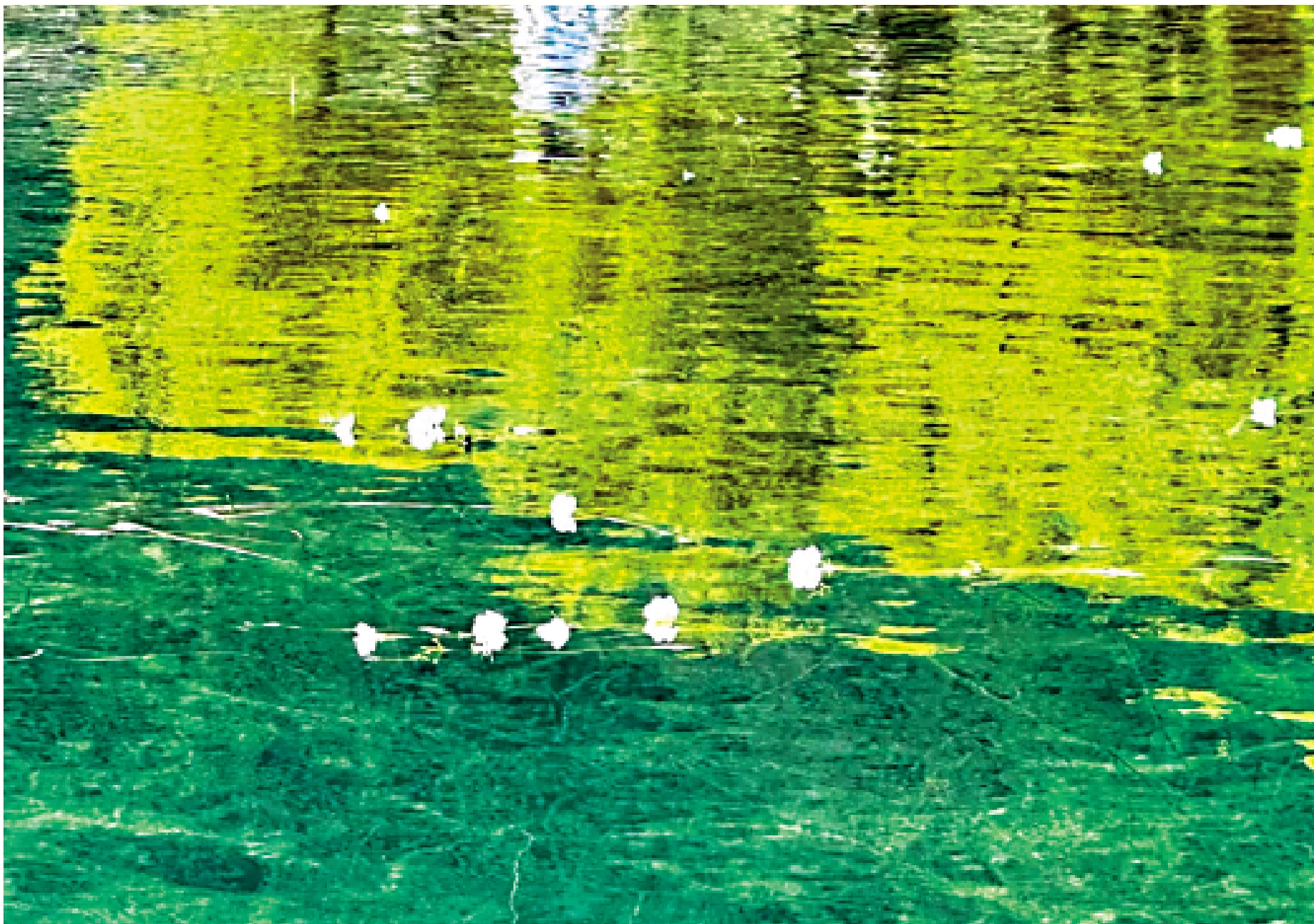 　　圖：作為植物的「水性楊花」是珍稀物種。\作者攝