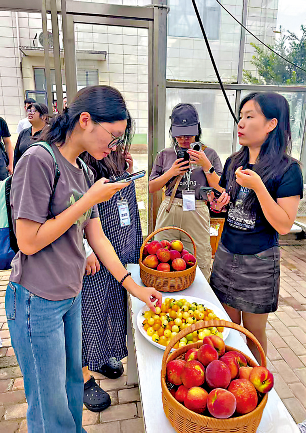　　圖：傳媒學子們在番茄小鎮品嘗新鮮果蔬。\大公報實習記者陳思蓓攝