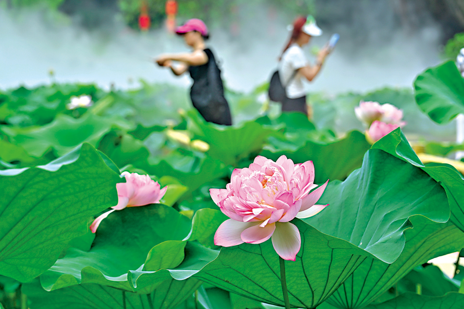 　　圖：遊客遊園賞花。\中新社