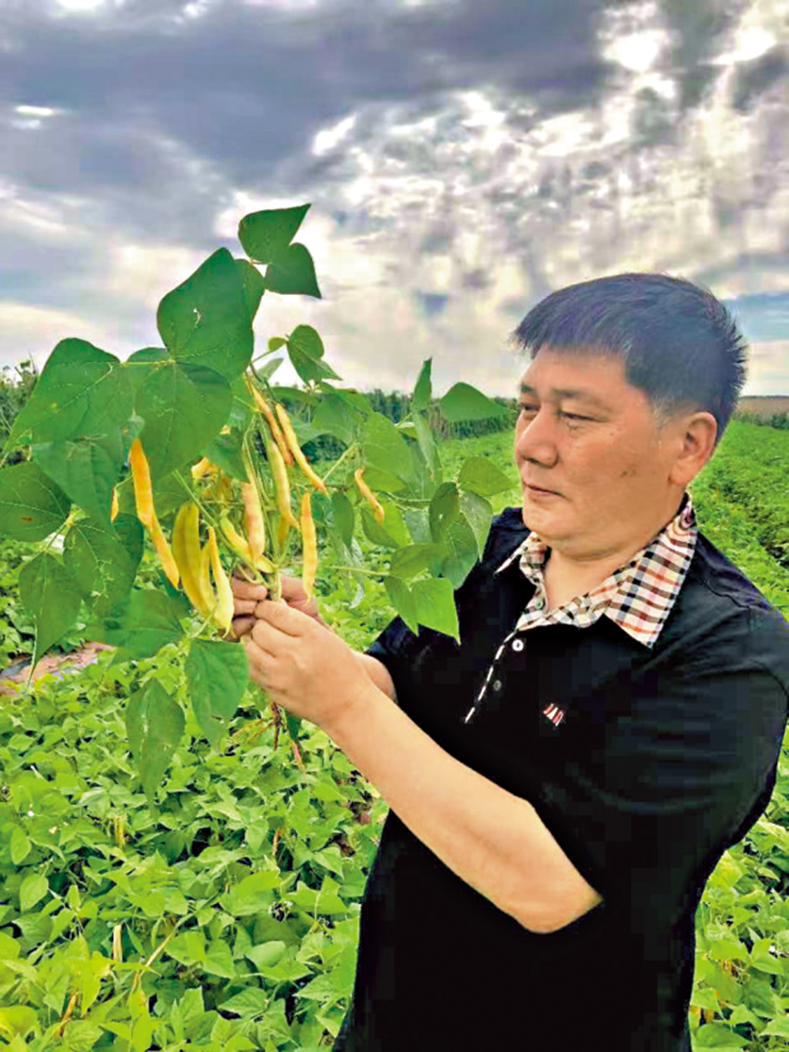 　　圖：馮國軍在田間察看豆角長勢，他已深耕油豆角研究整整38年。\大公報記者于海江攝
