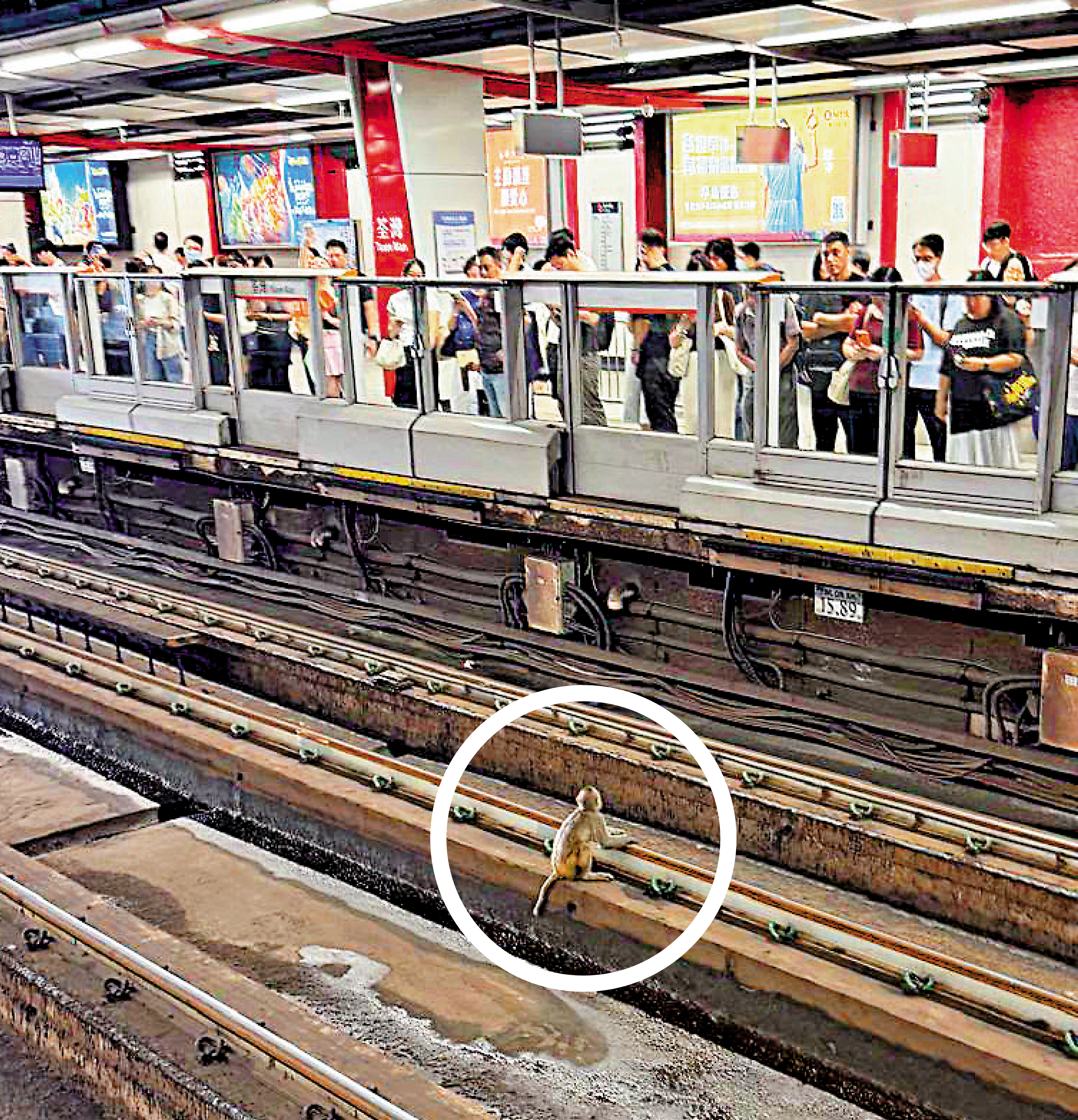 　　圖：一隻猴子昨日上午在荃灣站路軌徘徊。