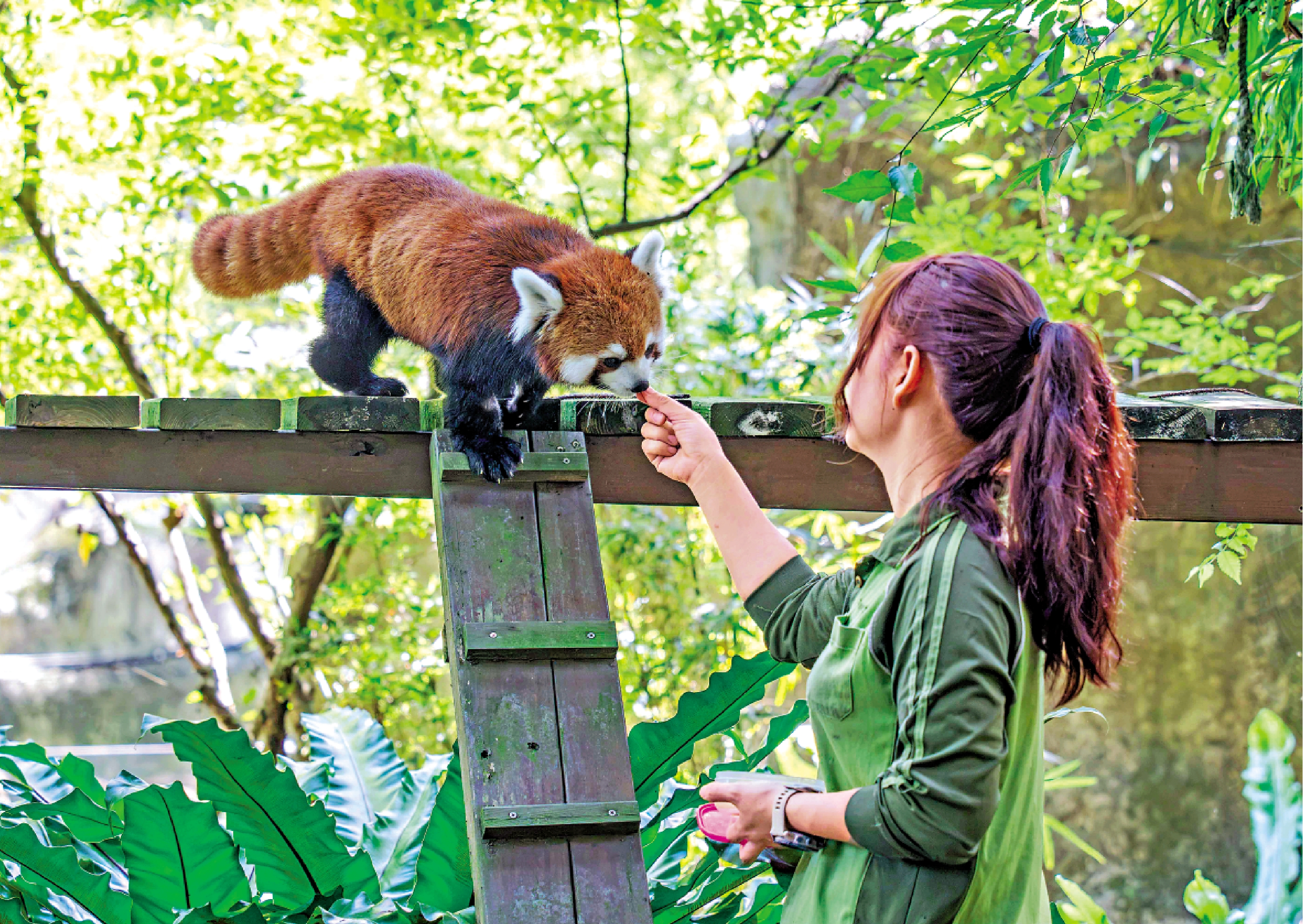 　　圖：上海贈送給台北的小熊貓在台北動物園亮相。\中通社