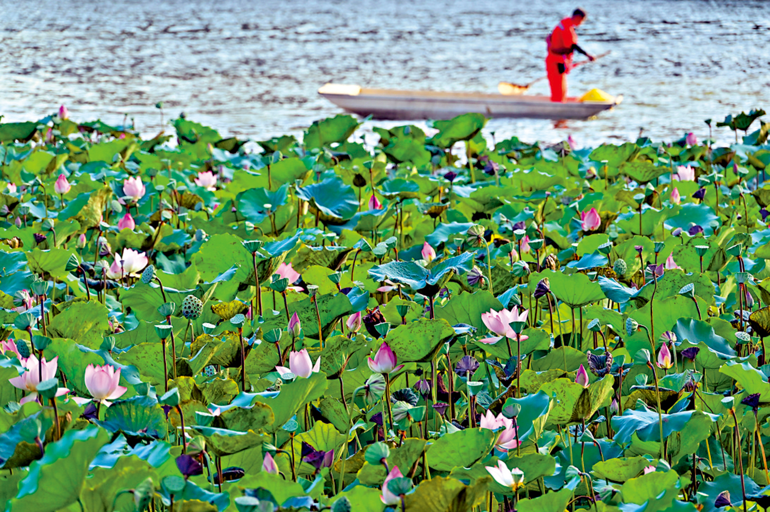 　　圖：廣州市荔灣湖公園荷花盛放夏意濃。\中新社