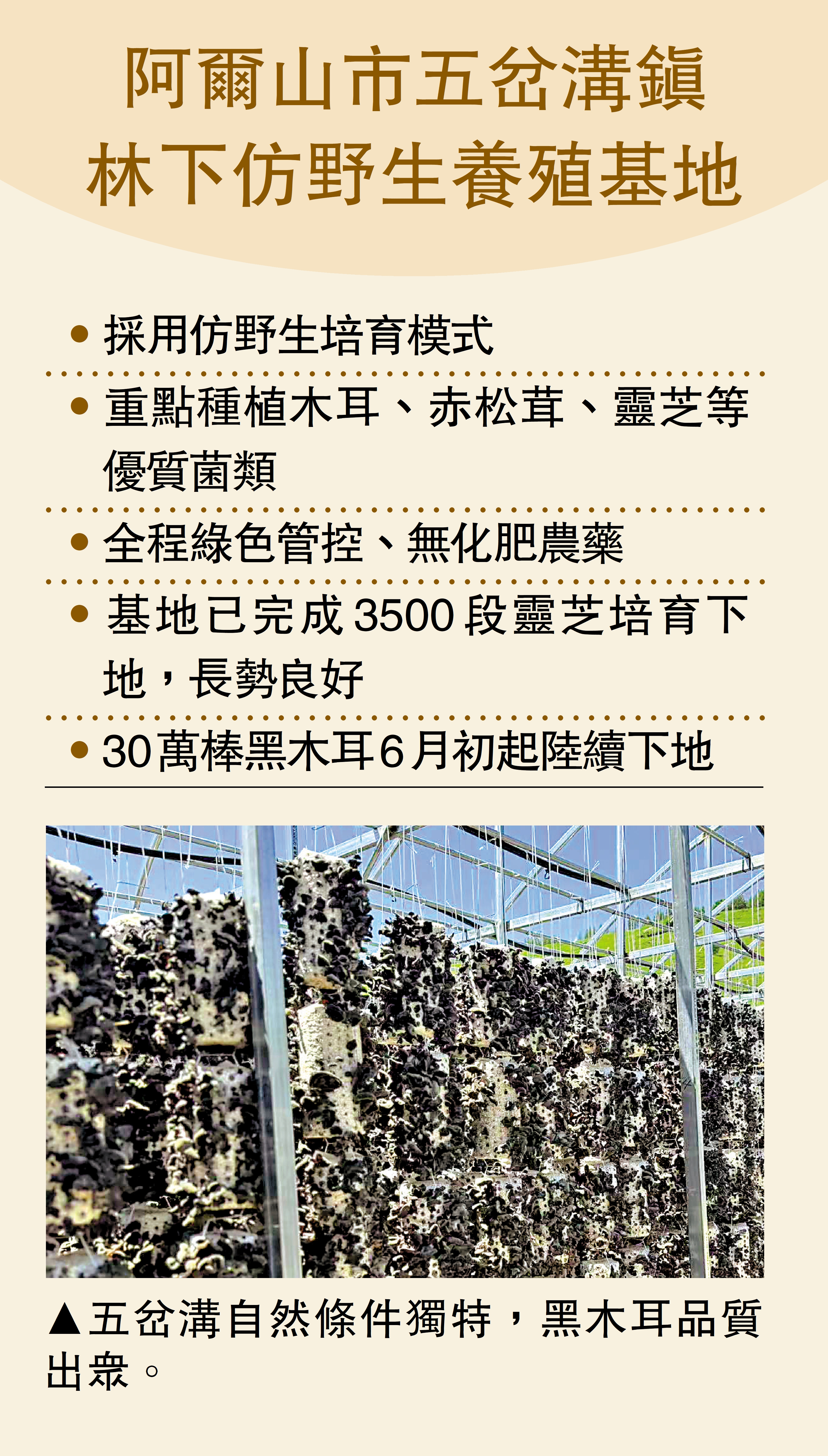 　　圖：五岔溝自然條件獨特，黑木耳品質出眾。