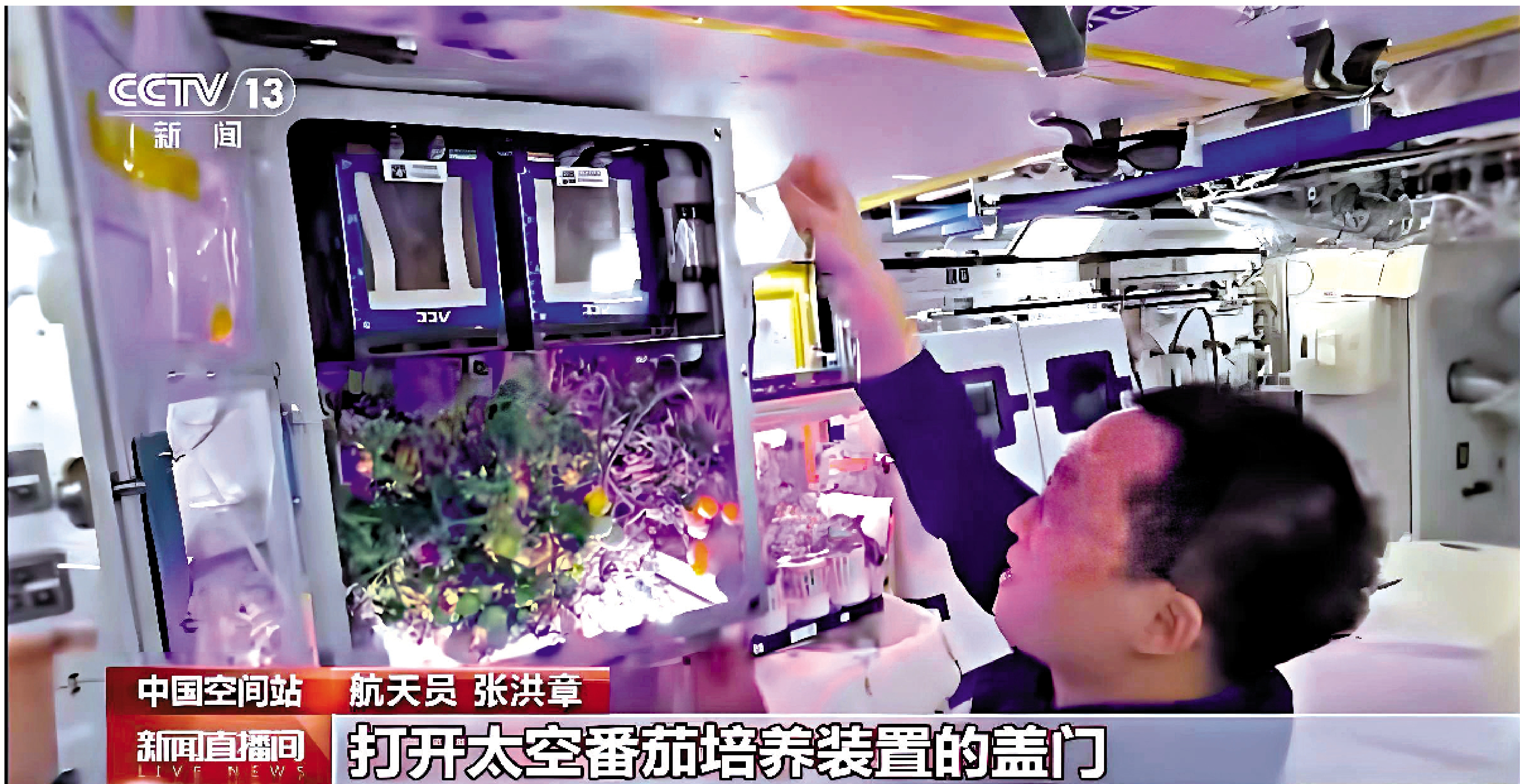 　　圖：神舟二十一號航天員在空間站採摘番茄。