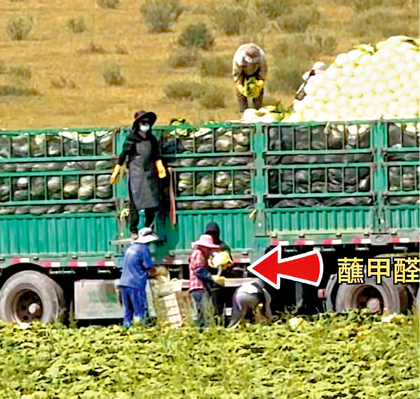 　　圖：有博主在河北康保縣白菜裝運現場拍到，作業人員將大白菜蘸取疑似甲醛溶液。\視頻截圖