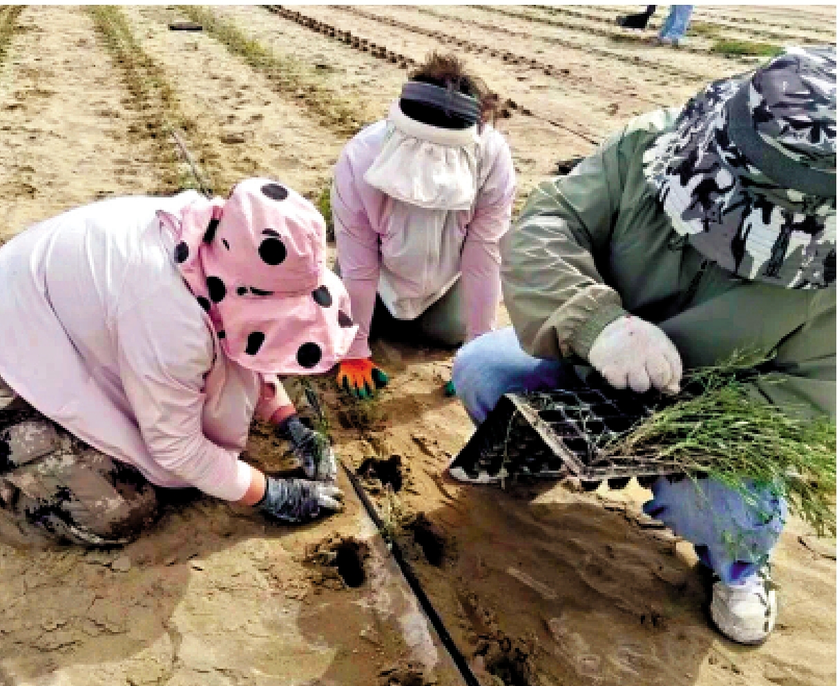 　　圖：新疆尉犁縣塔河南羅布麻移栽現場。\網絡圖片
