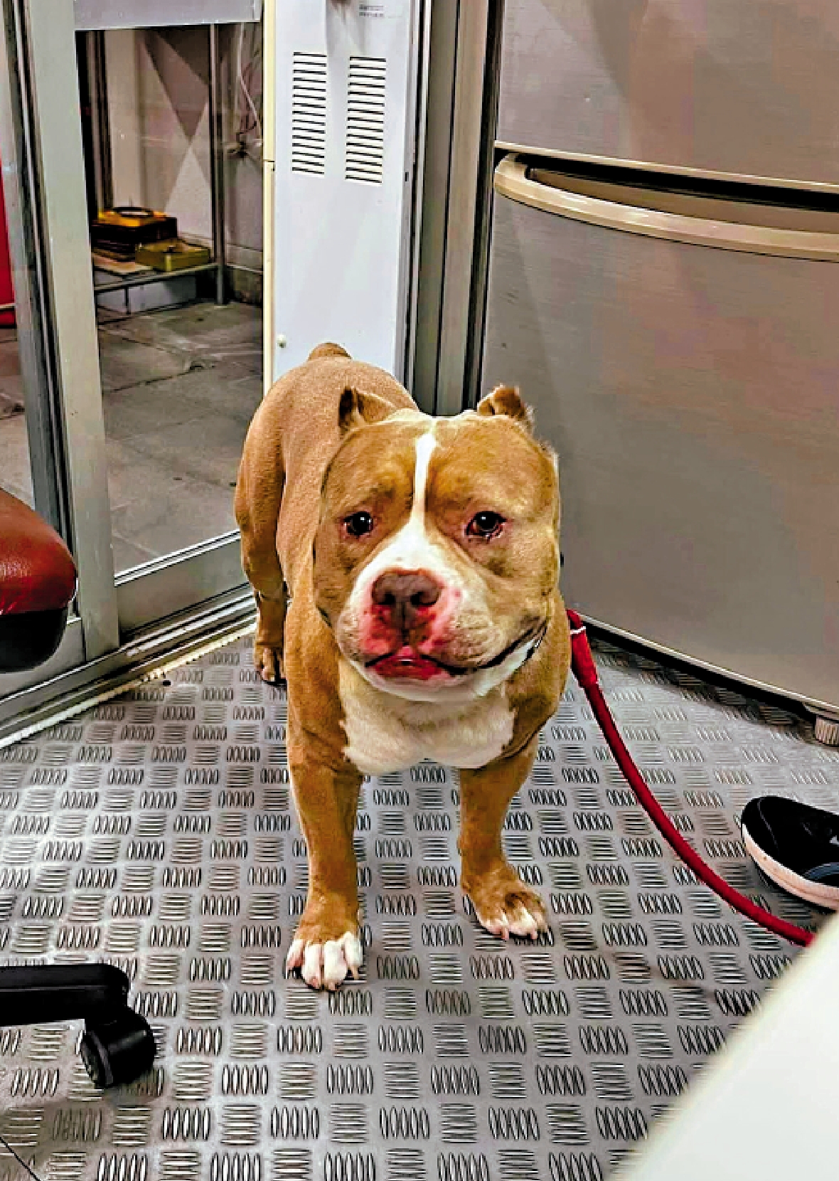 　　圖：早前進入赤柱一間食肆的狗隻證實為格鬥犬。\網絡圖片