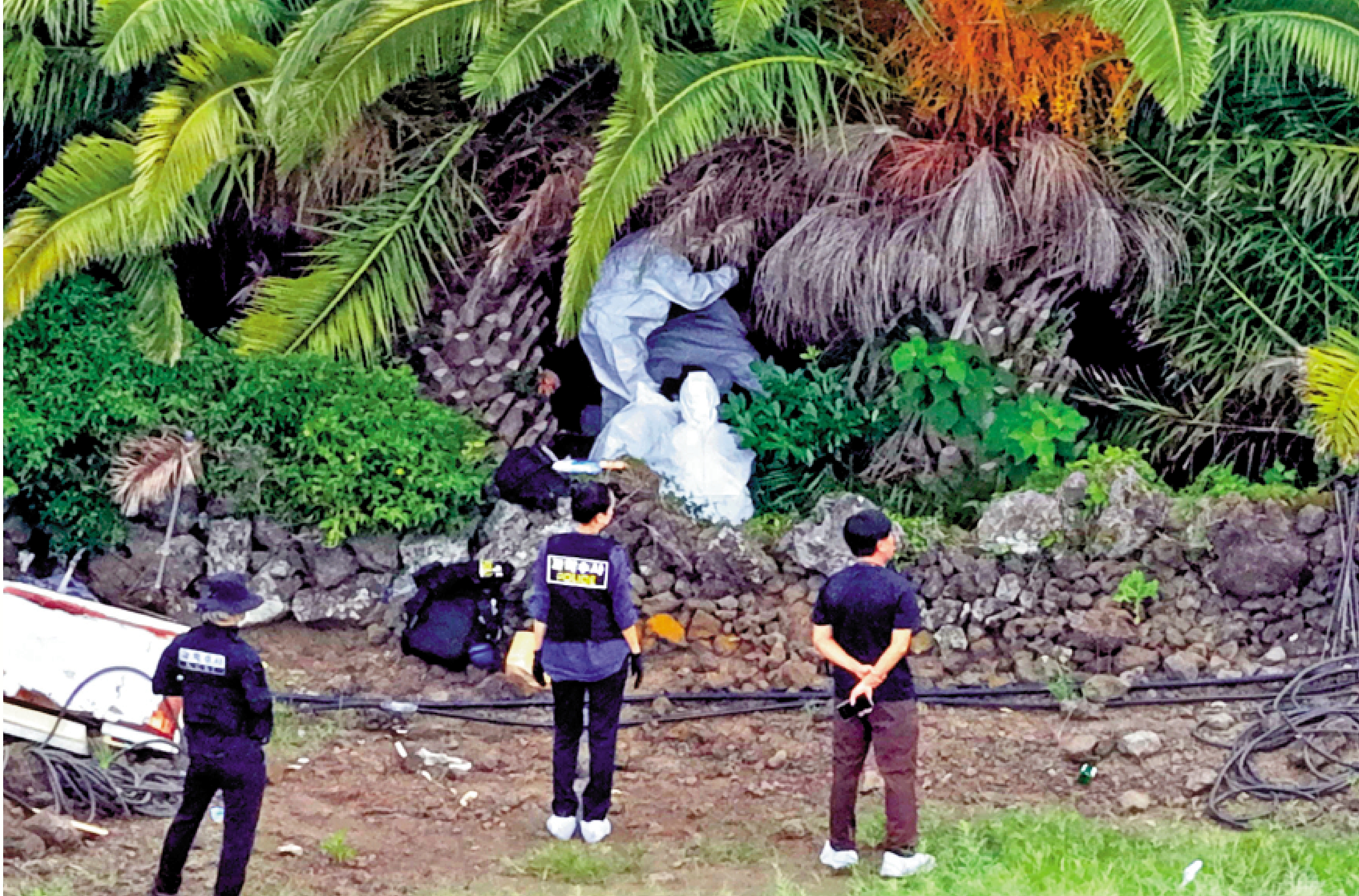 　　圖：韓國濟州島警方8月24日在棕櫚園內尋找張美蘭的遺體。\路透社