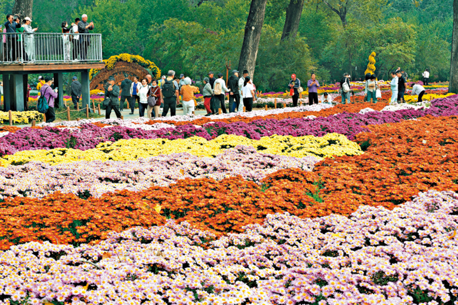 　　圖：十月十二日，北京國家植物園第五屆「菊韻金秋」菊花展吸引眾多遊客觀景。\中新社
