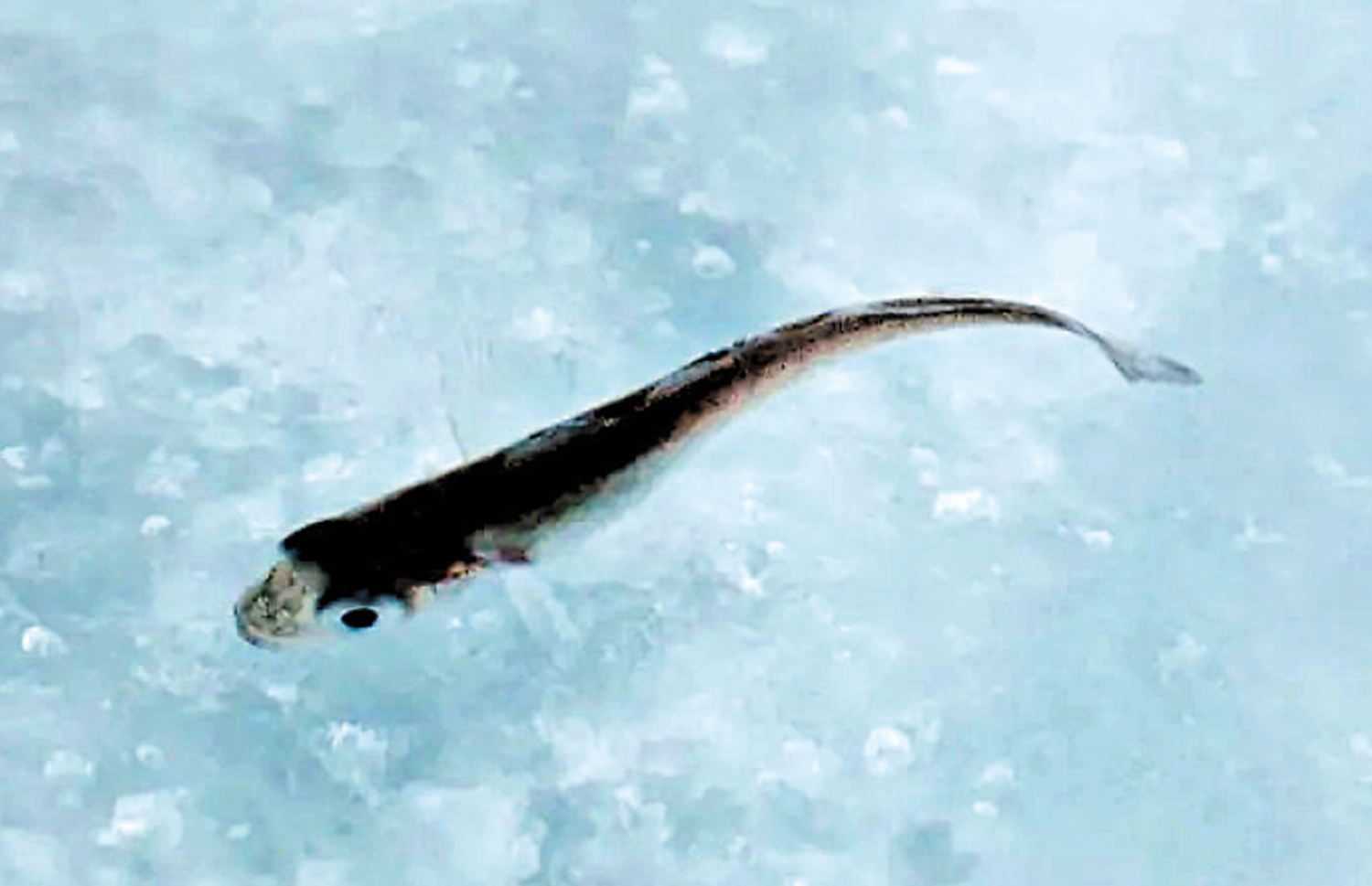 　　圖：考察隊在冰洞中發現的極鱈幼魚。\新華社