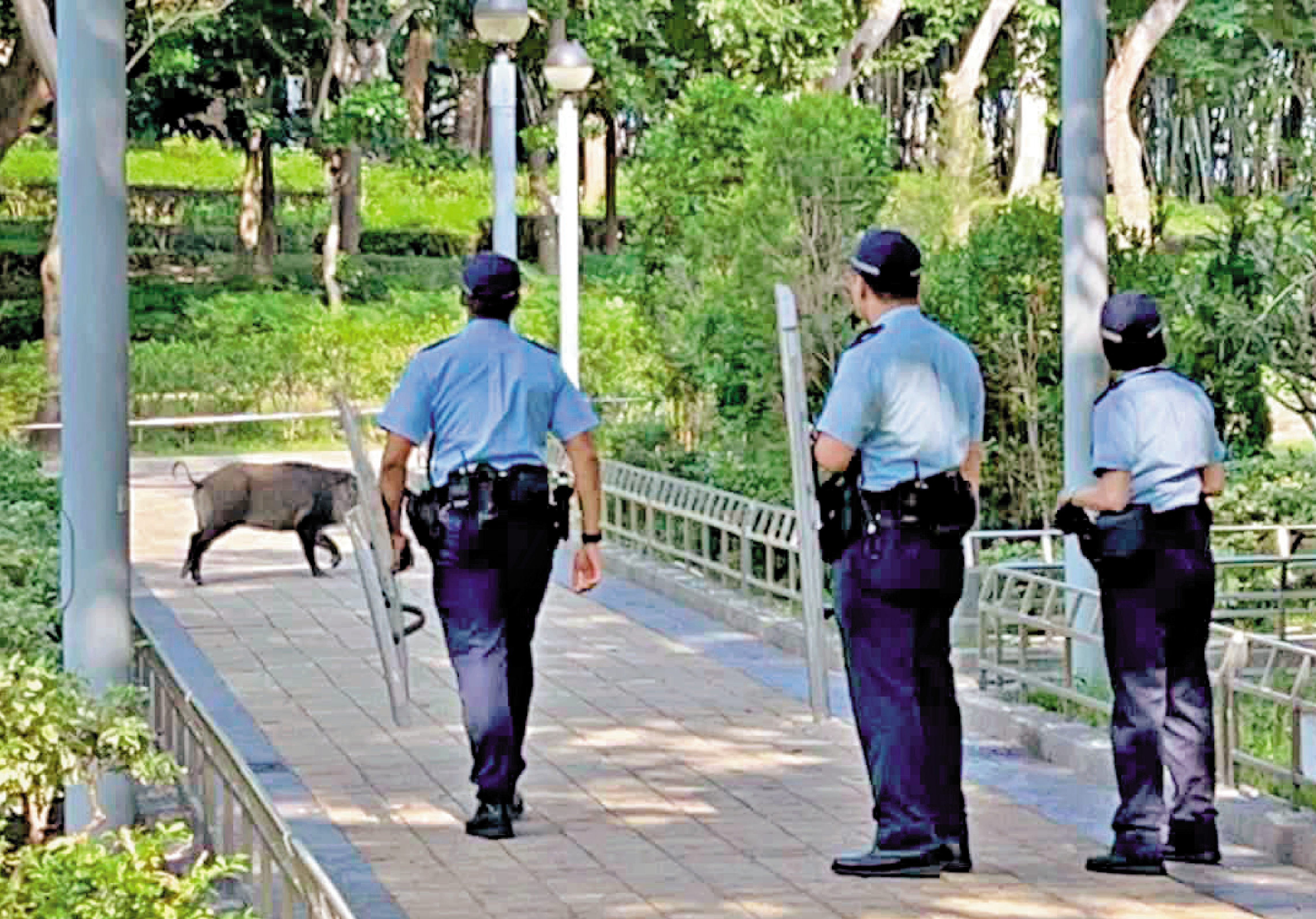 　　圖：野豬昨早闖入維園，晨運客見狀報警求助。\網絡圖片