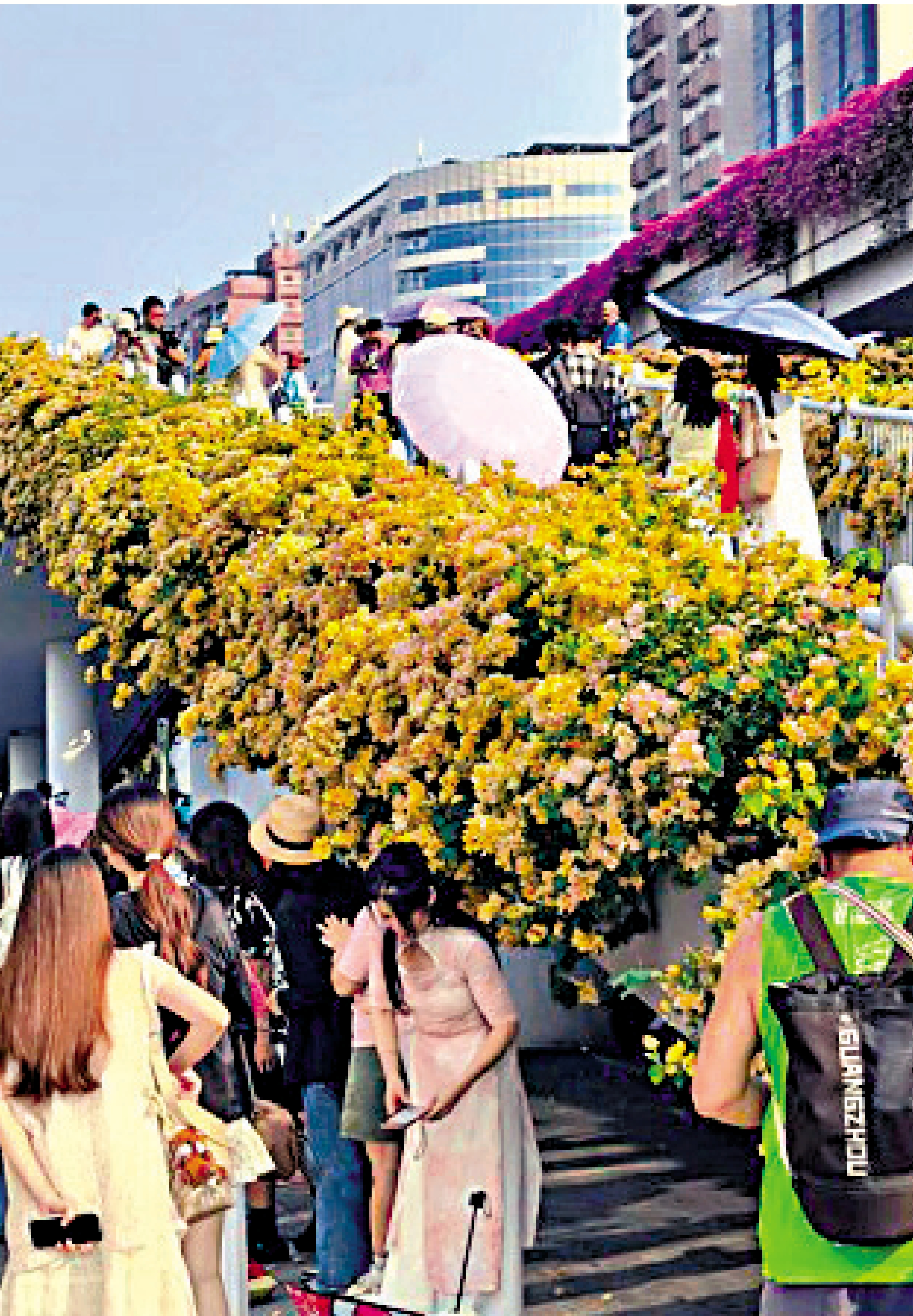 圖：市民在廣州街頭賞花。\廣州市林業和園林局