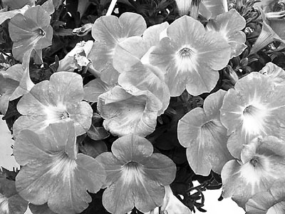 　■牽牛花等花卉植物能夠促進石油降解。 網上圖片