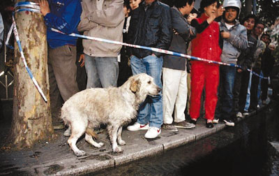 　■在上海「11．15」火災中感動全中國的拉布拉多犬晶晶，名列榜首。在火災發生後的48小時裡，晶晶眼含淚水，始終堅守在失火的大樓旁等待主人。	資料圖片