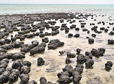 　■地球表面與生物演化息息相關。圖為由藍藻物質形成的疊層石。圖片來源：Paul Harrison