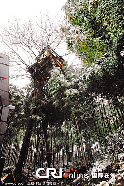 　■建在15米樹上「鳥巢屋」一應俱全。