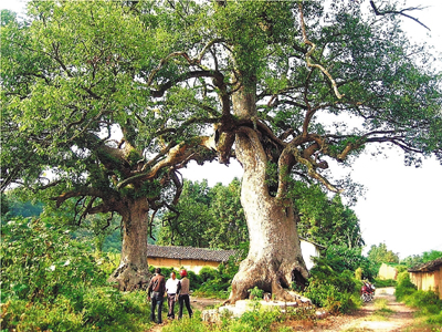 　■兩棵樹齡超過千年的香樟樹枝葉交錯，相擁而生。香港文匯報特約通訊員吳德祥  攝