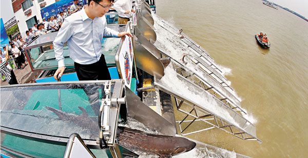 ■昨日起，長江流域重點水域分類分階段實行禁捕。圖為中華鱘早前在上海被放流長江。 資料圖片