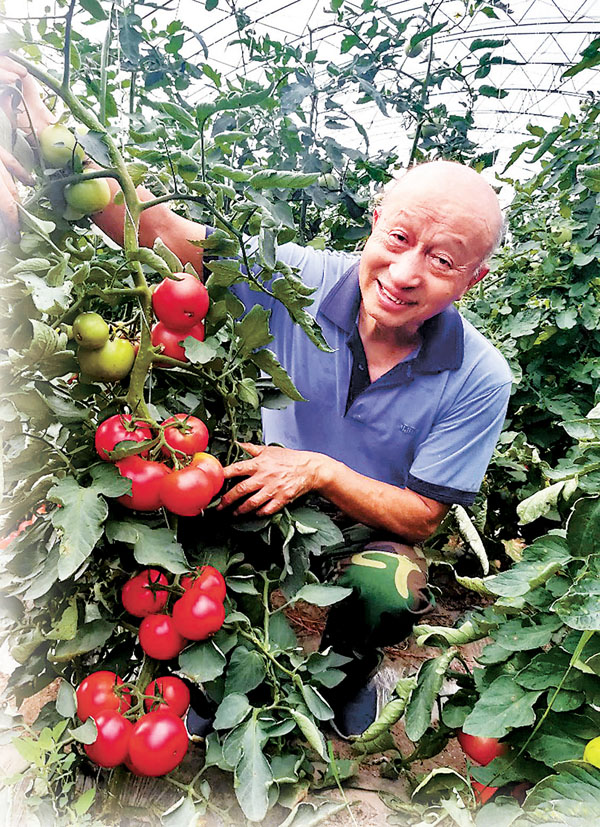 ■ 為了番茄能紅遍全中國，李景富甘願奉獻一輩子。