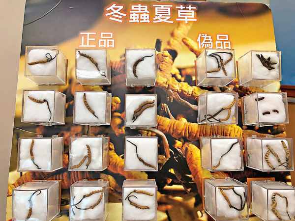 真假冬蟲夏草在形狀、色澤上有輕微的差別,未必能夠輕易分辨。香港文報記者 攝