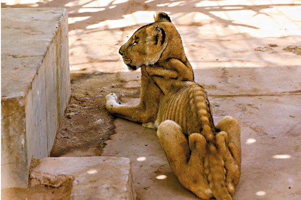 ■ 照片可見獅子整個骨架凸出。 法新社