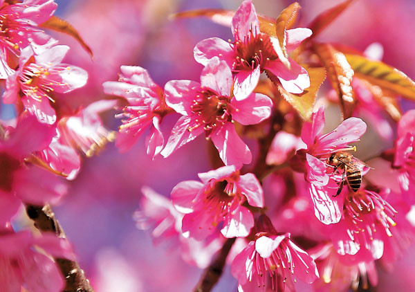 ■祝大家花開富貴﹗新華社