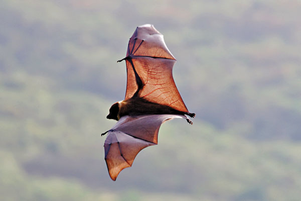 ■蝙蝠之後，下一波世紀疫症的宿主可能是鳥類。   網上圖片