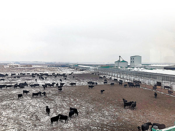 ■台資企業元盛食品引進國外純種和牛在當地繁殖，目前已成為內地最大的高檔肉牛生產繁育基地。 香港文匯報記者于海江  攝