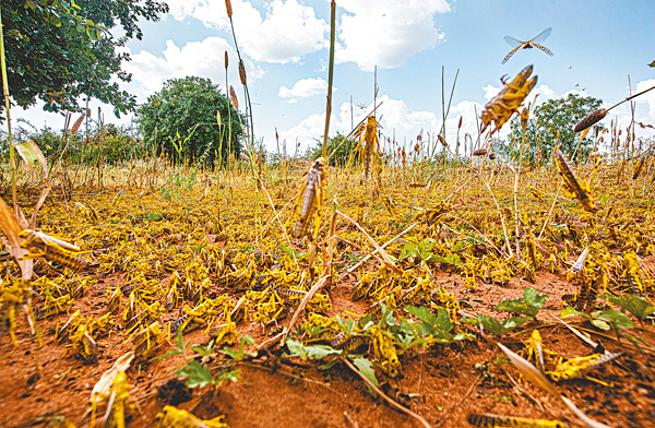 ■ 蝗蟲令農民莊稼盡毀。路透社