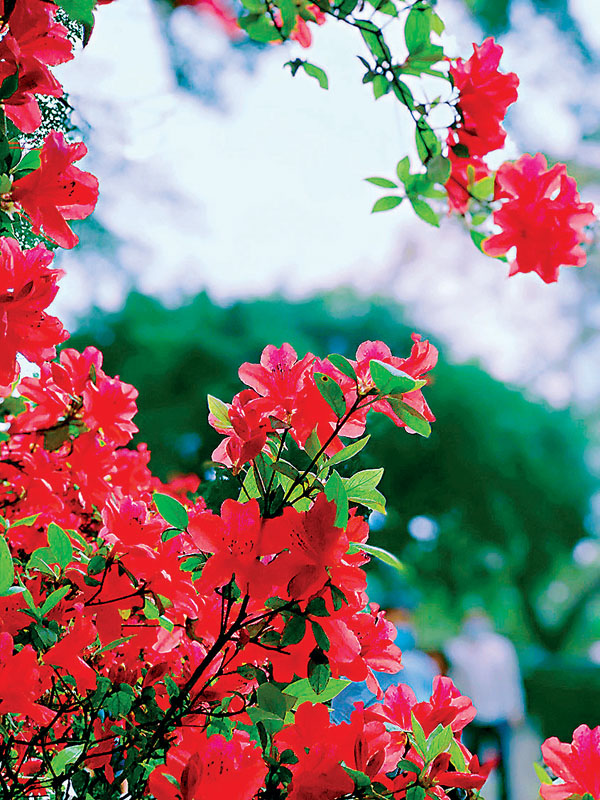 ■圖片是最近在中環香港動植物公園拍的杜鵑花。 作者供圖