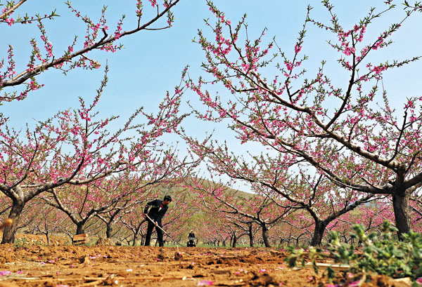 ■穀雨已至，河北唐山的農民搶抓農時，開始進行春耕春播和加強田園作物管理。圖為4月18日唐山市豐潤區王官營鎮下水路村農民在桃樹園內鬆土除草（無人機照片）。 新華社