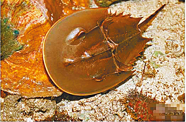 ■鱟的生存意志堅強如鋼。 作者供圖