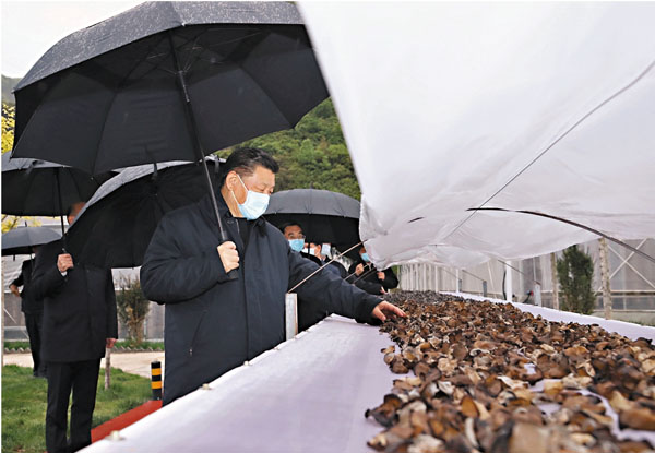 ■ 習近平20日在商洛市柞水縣小嶺鎮金米村了解脫貧攻堅工作情況。 新華社