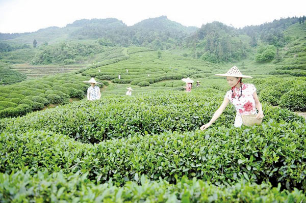 ■湖北是眾多名茶的故鄉