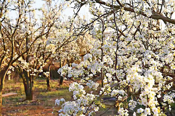 ■春天百花盛開，觀賞之餘，眾多的鮮花也是餐桌上的美味。  