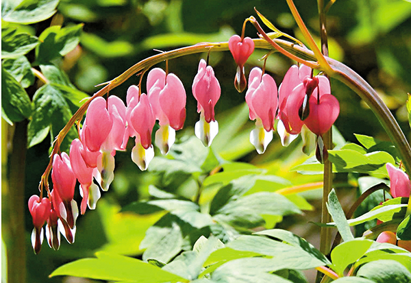 ■荷包牡丹像一串串滴血的心形紅花。 作者提供