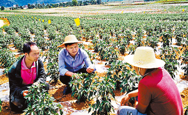 ■趙雲柱（中）在田間指導農戶種植辣椒。
