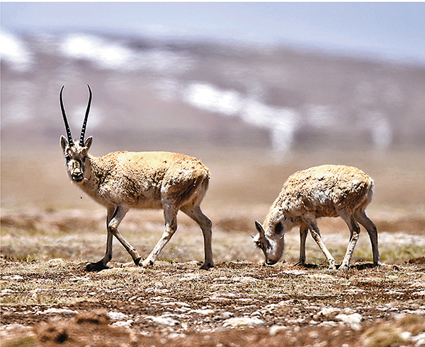 ■如今三江源區生態環境質量得以提升，藏羚羊由20世紀80年代不足2萬隻恢復到7萬多隻。圖為 5月15日，兩隻藏羚羊在可可西里地區活動。 新華社