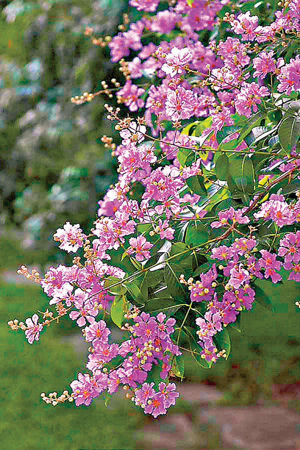 ■迷人的紫薇。(韓鳳平攝) 作者供圖