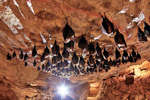 ■ 英文中跟蝙蝠有關的用語，都是基於蝙蝠的特性，而且形象都不太好。 資料圖片
