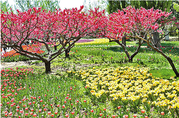 ■以和詩形式出現的好詩詞相當多，其中不少以春日美景為主題。 作者提供