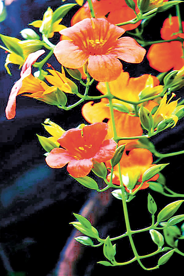 ■凌霄花開。（韓鳳平攝） 作者供圖