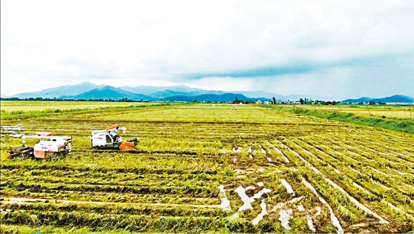 ■大型收割機正在田間勞作。香港文匯報記者黃寶儀  攝