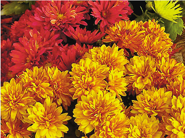 ■百色璨耀的菊花是秋花翹楚。 作者提供