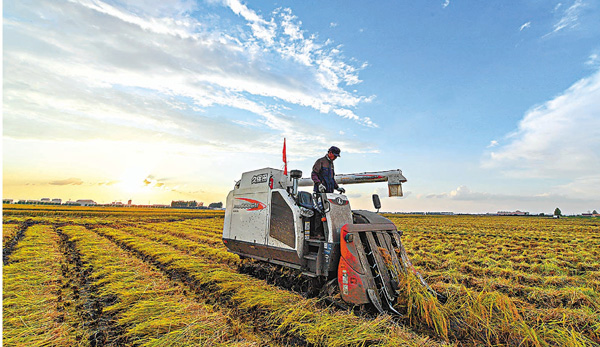 ■金秋九月，吉林省各水稻主產區陸續進入收穫季，農民抓緊收割水稻，田間呈現喜人的秋收圖景。圖為 9月16日，吉林農民駕駛農機收割水稻。 新華社